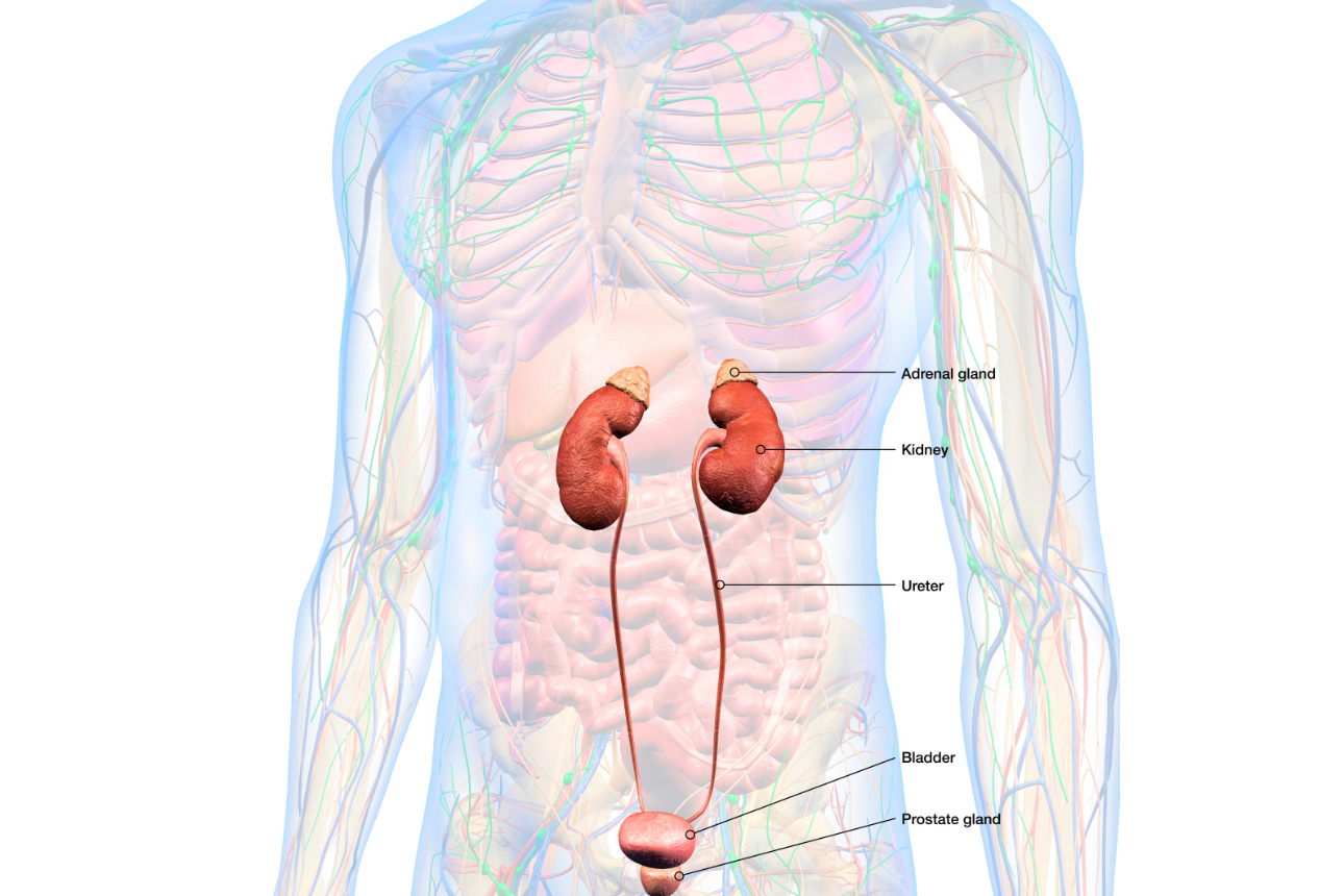 Patologia glandelor suprarenale
