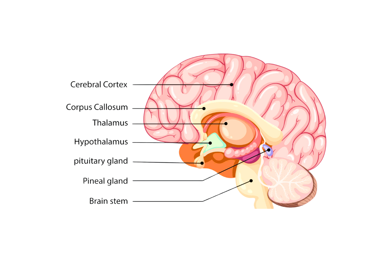 Patologia hipotalamo-hipofizară